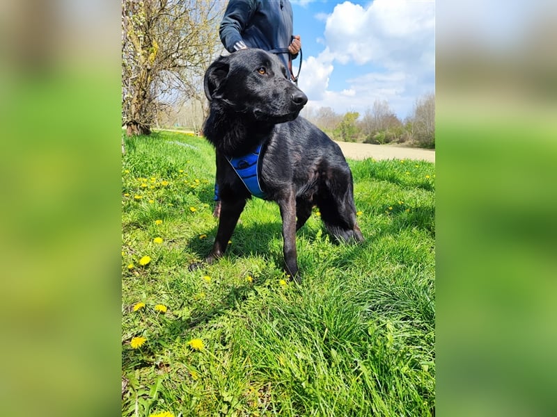 Pluton - Sanfter Bär auf der Suche nach seinem Glück