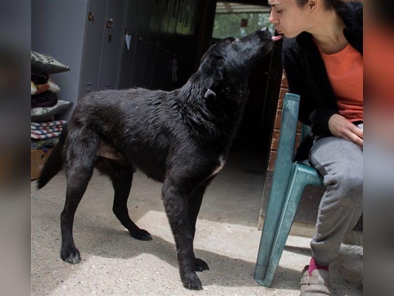 NOTFALL Jugo - Im wahrsten Sinne wundervoller Hund