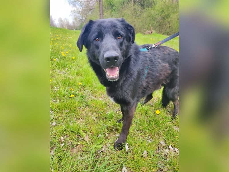 Posejdon - Stattlicher Bursche auf der Suche nach dem großen Glück