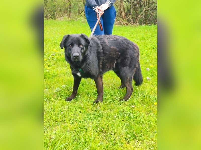 Posejdon - Stattlicher Bursche auf der Suche nach dem großen Glück