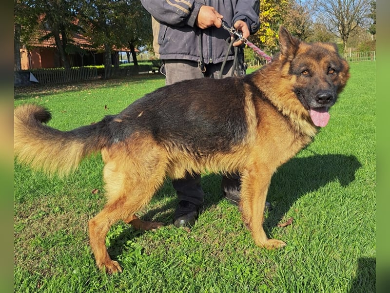 **NOTFALL** Vox - Klasse Hund sucht klasse Menschen