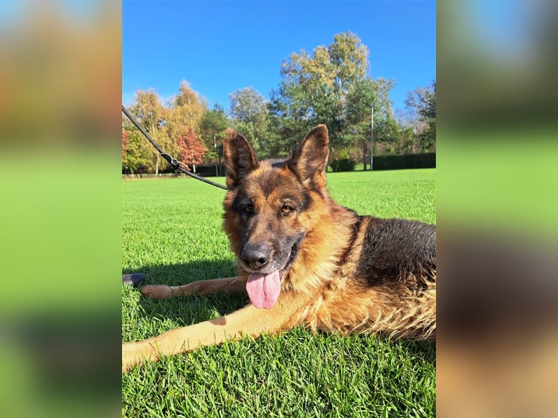 **NOTFALL** Vox - Klasse Hund sucht klasse Menschen