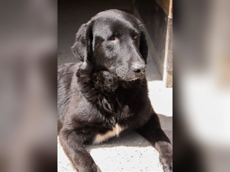 NOTFALL Jugo - Im wahrsten Sinne wundervoller Hund