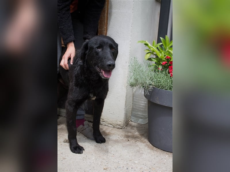 NOTFALL Jugo - Im wahrsten Sinne wundervoller Hund