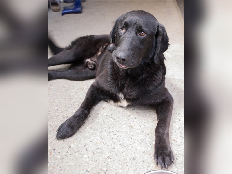 NOTFALL Jugo - Im wahrsten Sinne wundervoller Hund