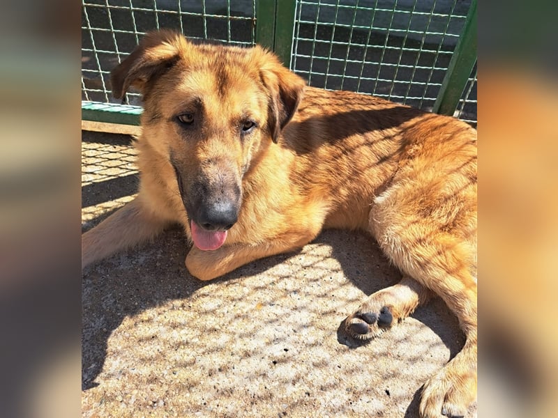 Miko - Prachtkerl sucht "Happy End"