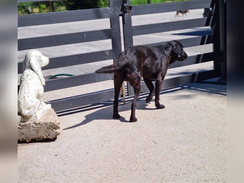 NOTFALL Jugo - Im wahrsten Sinne wundervoller Hund