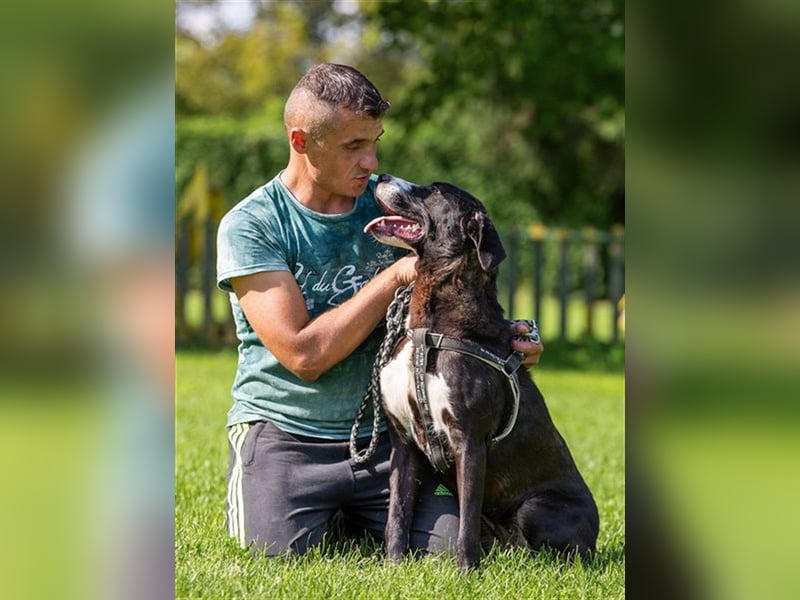 Loca - großartige Hündin sucht erfahrene Menschen