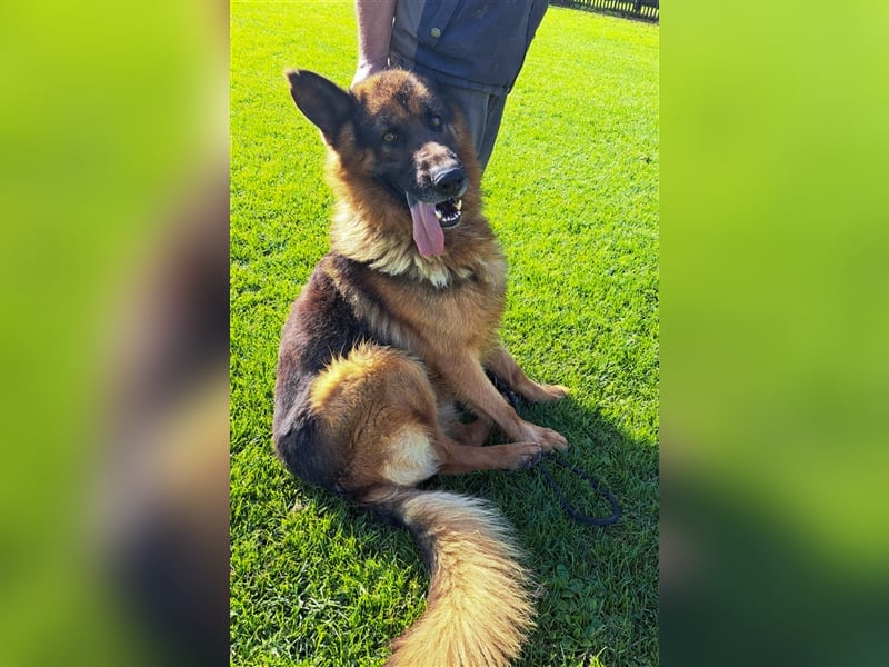 **NOTFALL** Vox - Klasse Hund sucht klasse Menschen