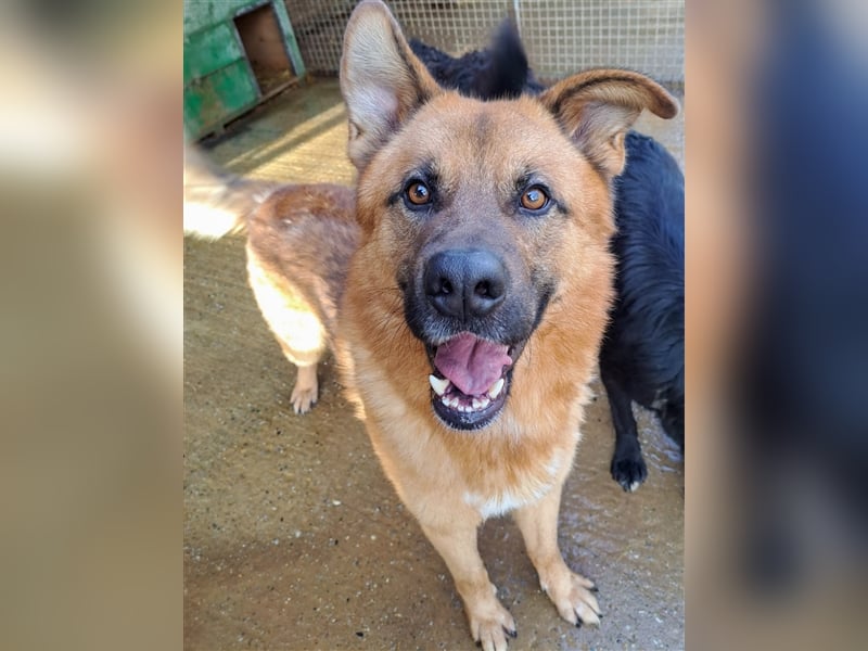 Tobbi - Tobbi sucht Robbi und sein Fliewatüüt