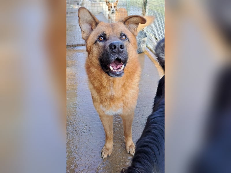 Tobbi - Tobbi sucht Robbi und sein Fliewatüüt