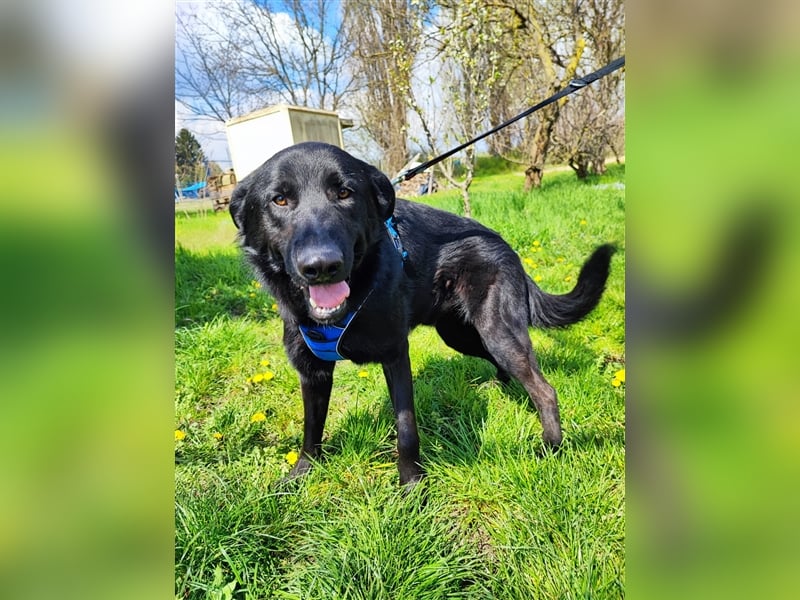 Pluton - Sanfter Bär auf der Suche nach seinem Glück