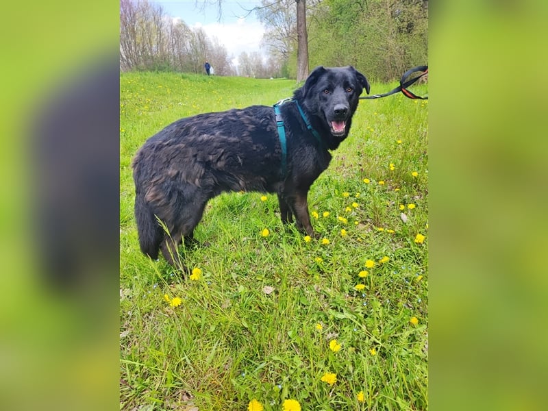 Posejdon - Stattlicher Bursche auf der Suche nach dem großen Glück
