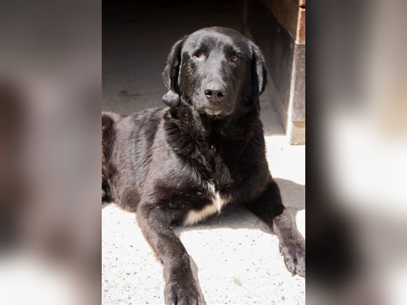 NOTFALL Jugo - Im wahrsten Sinne wundervoller Hund