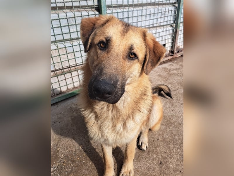Miko - Prachtkerl sucht "Happy End"