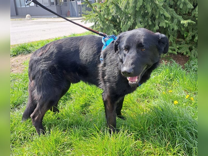 Pluton - Sanfter Bär auf der Suche nach seinem Glück