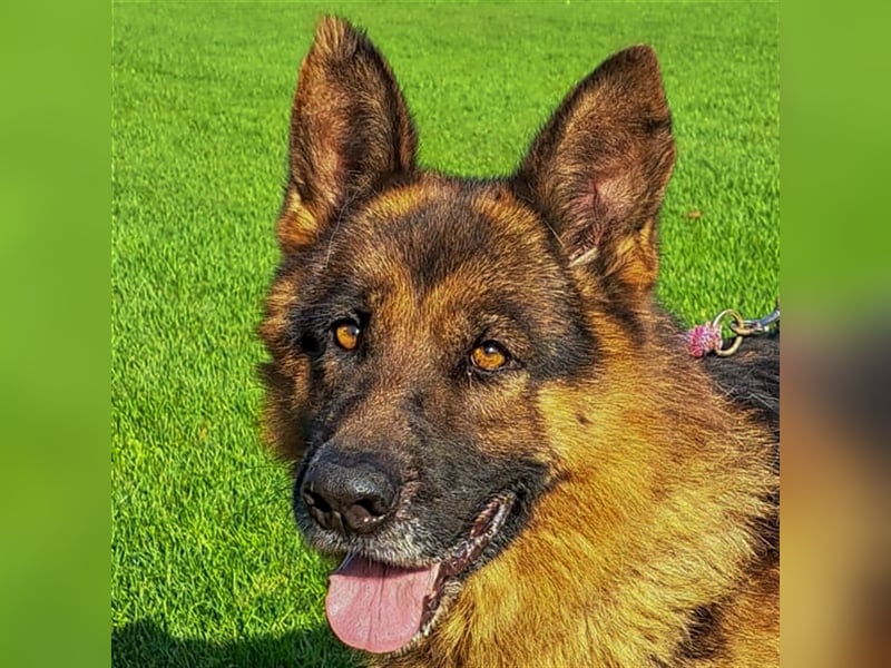 **NOTFALL** Vox - Klasse Hund sucht klasse Menschen