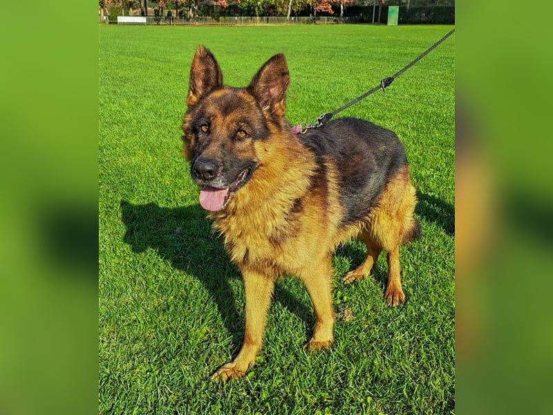 **NOTFALL** Vox - Klasse Hund sucht klasse Menschen