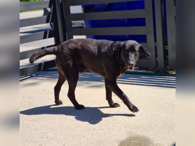 NOTFALL Jugo - Im wahrsten Sinne wundervoller Hund