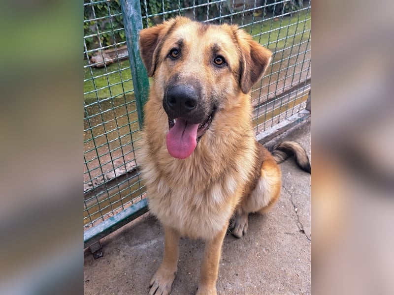Miko - Prachtkerl sucht "Happy End"