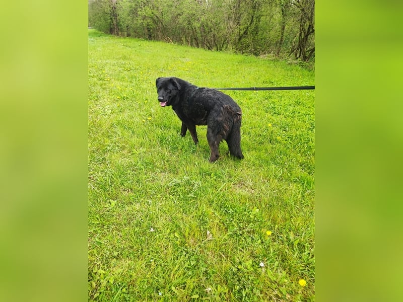 Posejdon - Stattlicher Bursche auf der Suche nach dem großen Glück