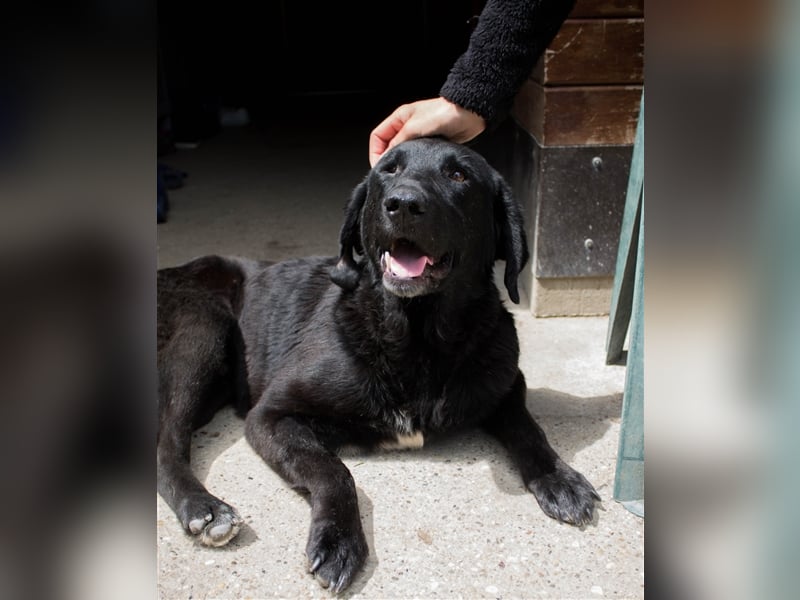 NOTFALL Jugo - Im wahrsten Sinne wundervoller Hund