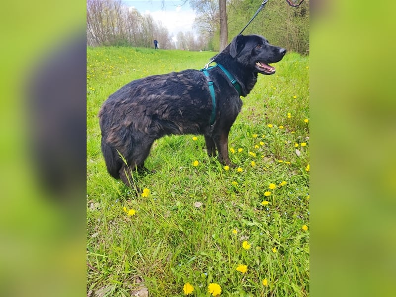 Posejdon - Stattlicher Bursche auf der Suche nach dem großen Glück