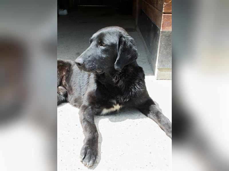 NOTFALL Jugo - Im wahrsten Sinne wundervoller Hund