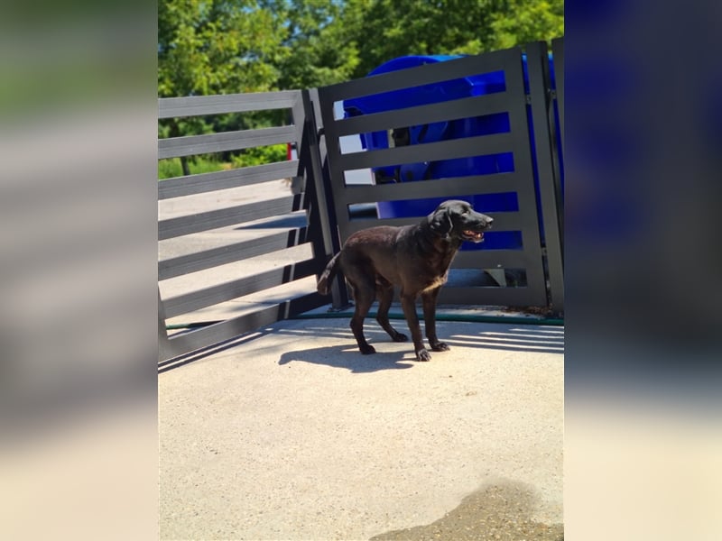 NOTFALL Jugo - Im wahrsten Sinne wundervoller Hund