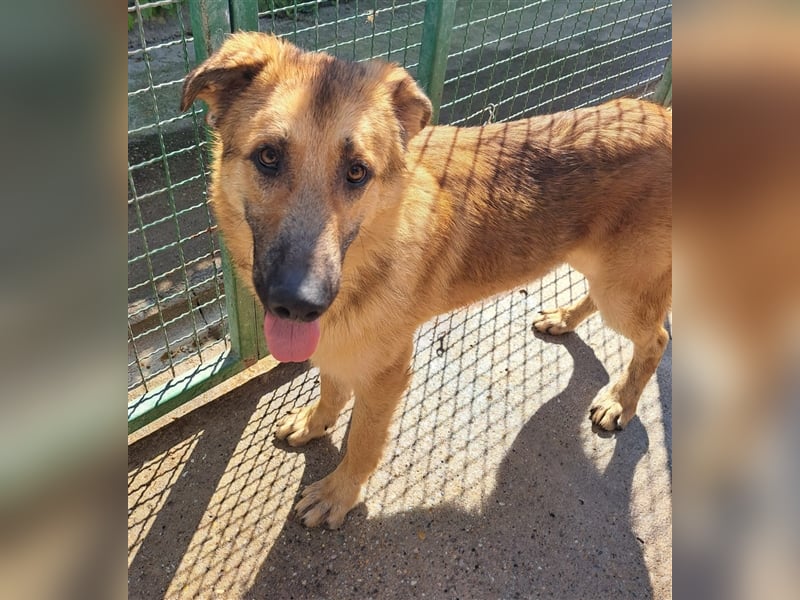 Miko - Prachtkerl sucht "Happy End"