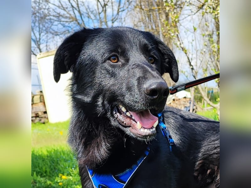 Pluton - Sanfter Bär auf der Suche nach seinem Glück