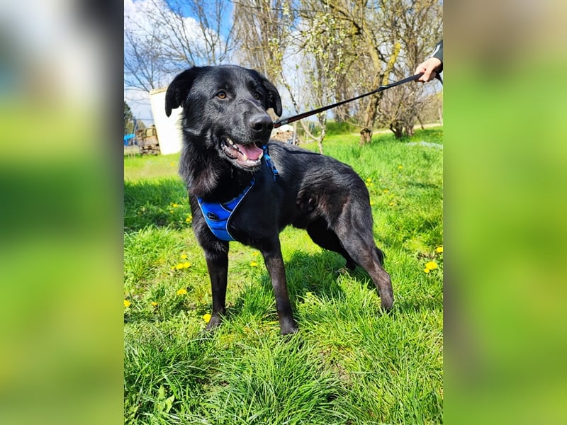 Pluton - Sanfter Bär auf der Suche nach seinem Glück