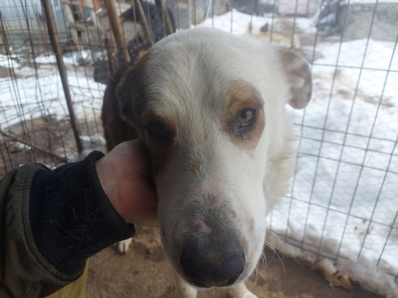 MOGLI - ist bereit für Abenteuer