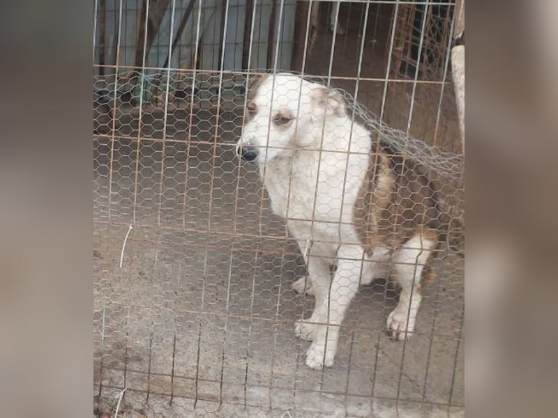 MOGLI - ist bereit für Abenteuer