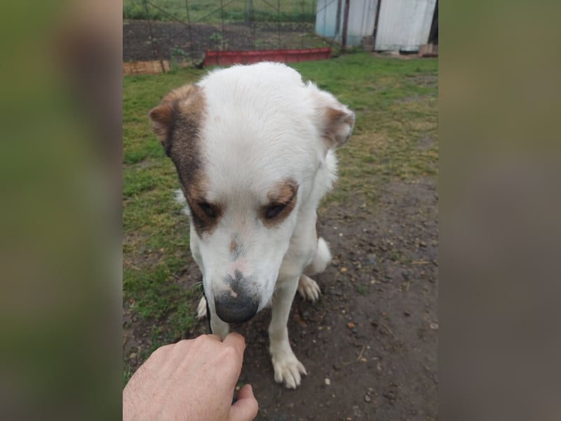 MOGLI - ist bereit für Abenteuer