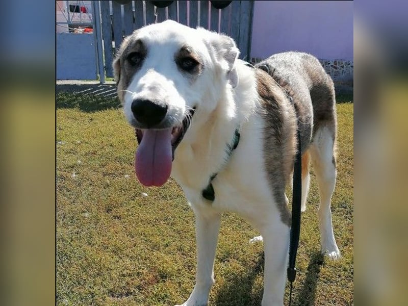 MOGLI - ist bereit für Abenteuer