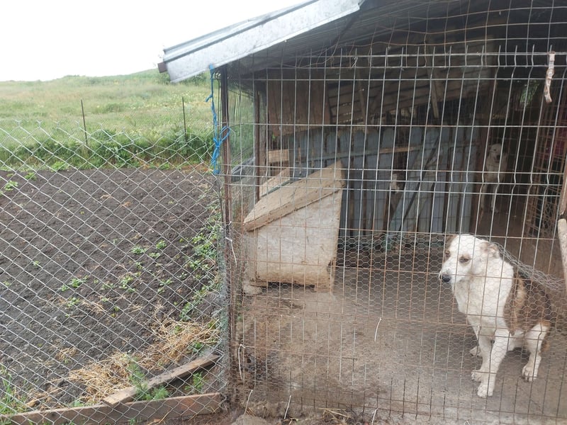 MOGLI - ist bereit für Abenteuer