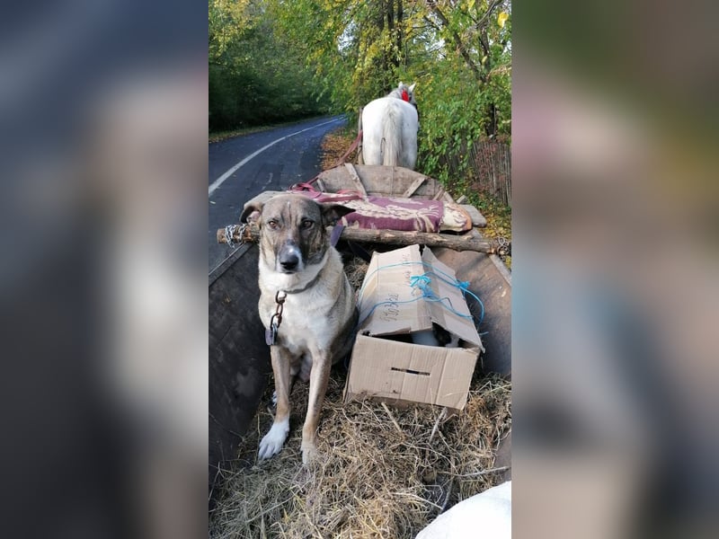 MOGLI - ist bereit für Abenteuer