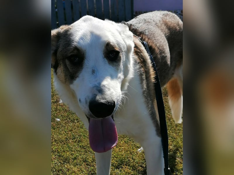 MOGLI - ist bereit für Abenteuer