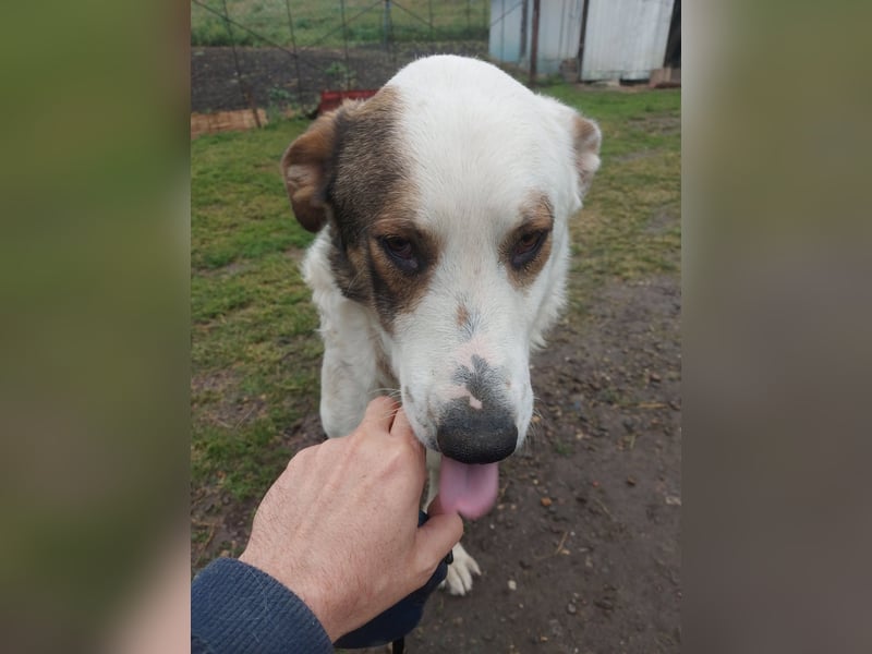 MOGLI - ist bereit für Abenteuer