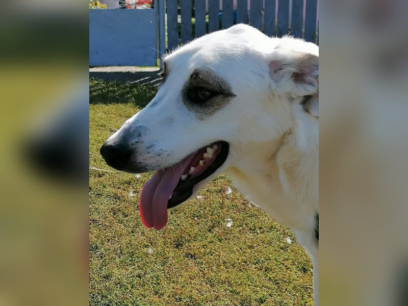 MOGLI - ist bereit für Abenteuer