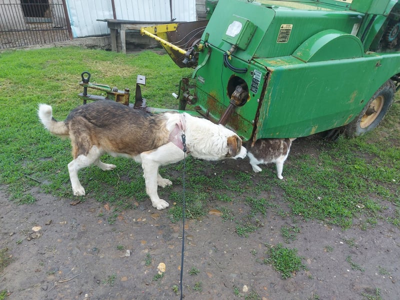 MOGLI - ist bereit für Abenteuer