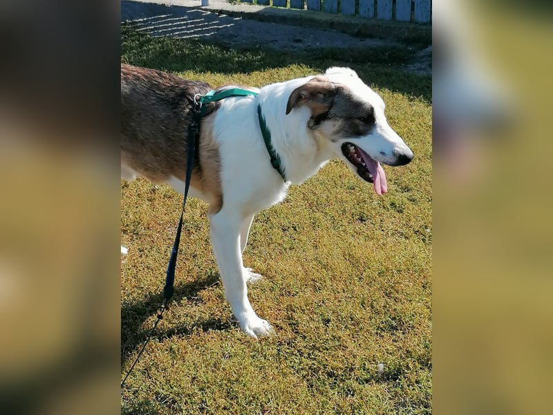 MOGLI - ist bereit für Abenteuer