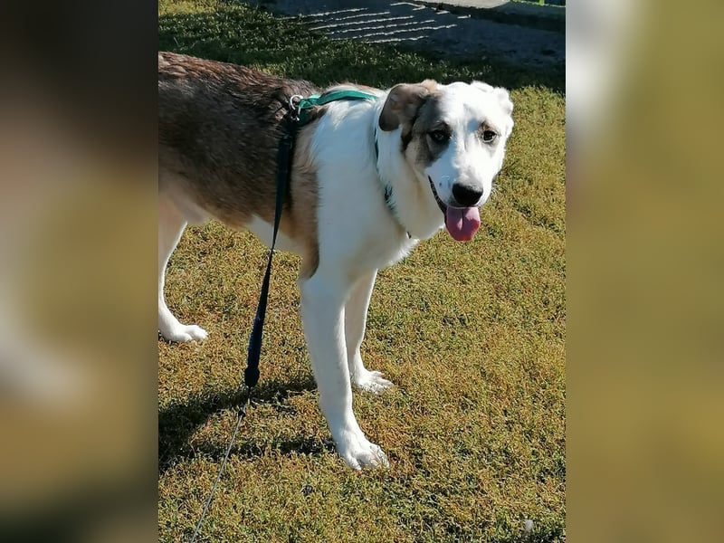 MOGLI - ist bereit für Abenteuer