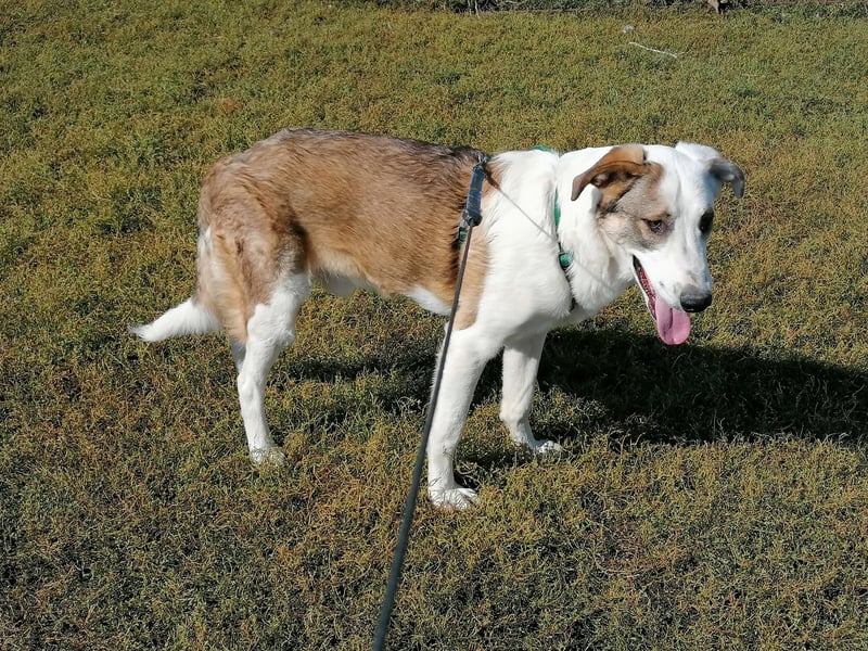 MOGLI - ist bereit für Abenteuer