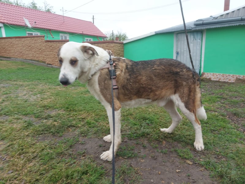 MOGLI - ist bereit für Abenteuer