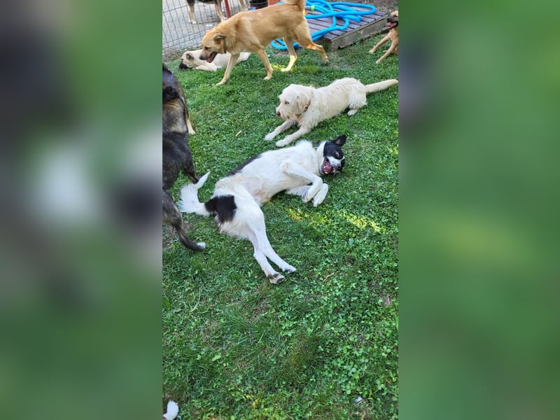 CHIPPO - möchte aufs Land ziehen