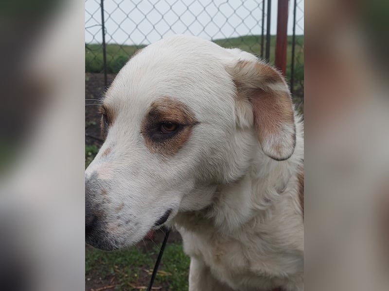 MOGLI - ist bereit für Abenteuer