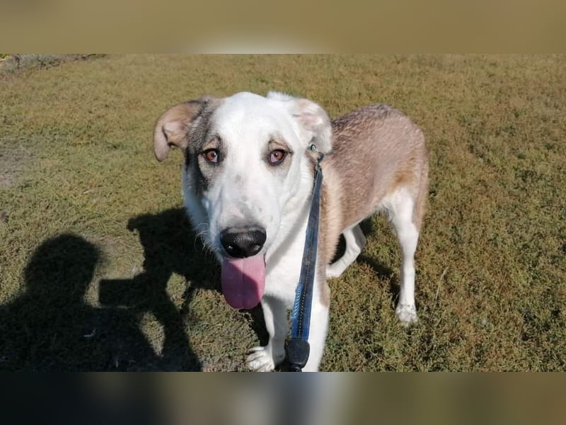 MOGLI - ist bereit für Abenteuer