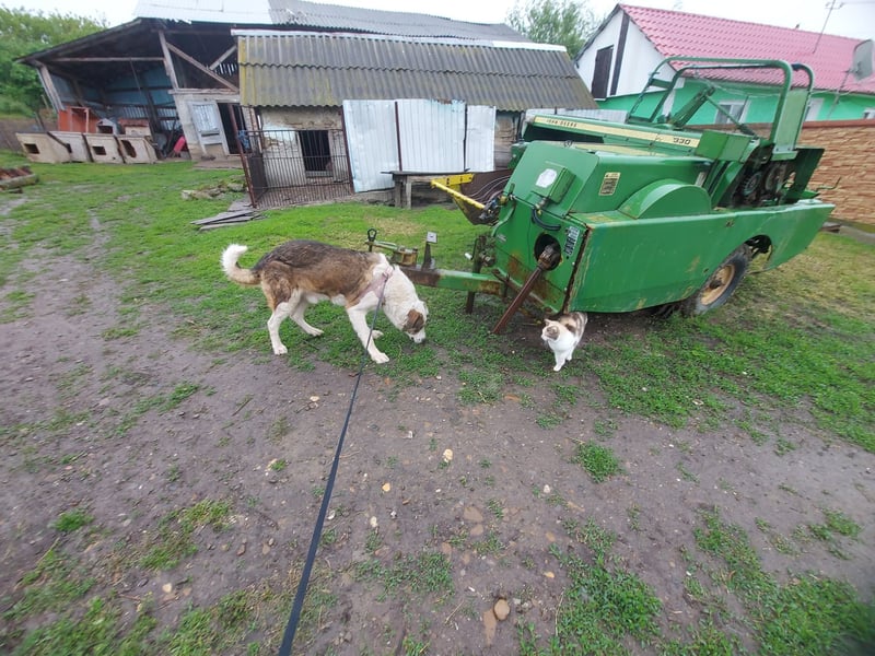 MOGLI - ist bereit für Abenteuer